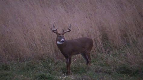 160 58 Inch 9 Point Whitetail Unedited Youtube