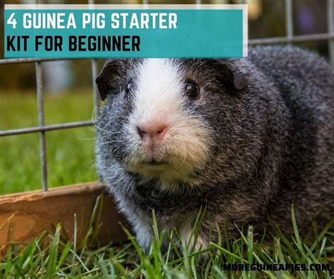 4 Guinea Pig Starter Kit For Beginner More Guinea Pigs