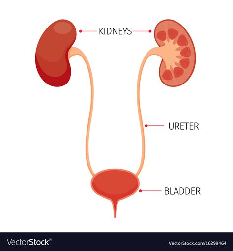 Kidneys And Bladder Human Internal Organ Diagram Vector Image