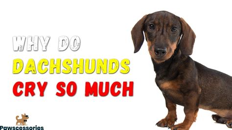 Why Do Dachshunds Cry So Much And How To Stop It Quick Answers
