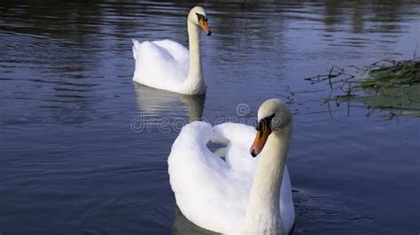 Two White Swans In Love Stock Image Image Of Autumn 173998395
