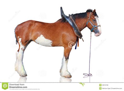 Download Clydesdale Clipart For Free Designlooter 2020 👨‍🎨
