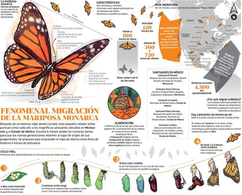 Artístico Total Mareo Información Sobre La Mariposa Monarca Decaer