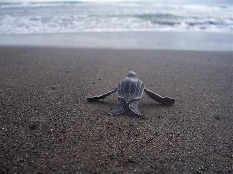 Check spelling or type a new query. cute-baby-sea-turtle-wallpaper-wide-j2b1c - TAOHA