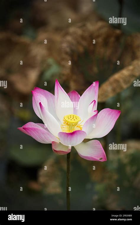 Pink Lotus Nelumbo Nucifera Flower And Leaves Stock Photo Alamy