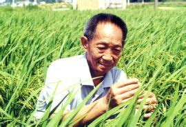 Super hybrid rice chaoyouqianhao, developed by renowned agricultural professor yuan longping and his team was completed seedling brewing in april 20 in mengzi city, honghe autonomous prefecture in. China Wiki - The free encyclopedia on China, china.org.cn