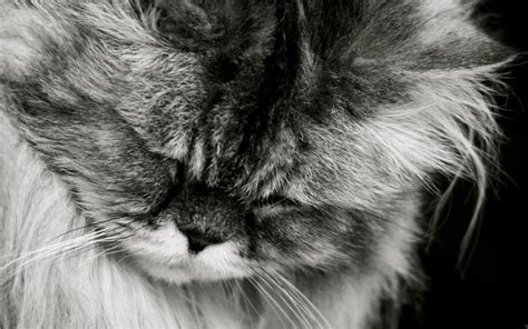 Wallpaper Cat Fluffy Muzzle Black White 2560x1600 1091495 Hd