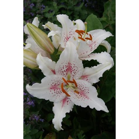 Lilies Lily Bulbs Oriental Lilies Asiatic Lilies For Sale On Sale