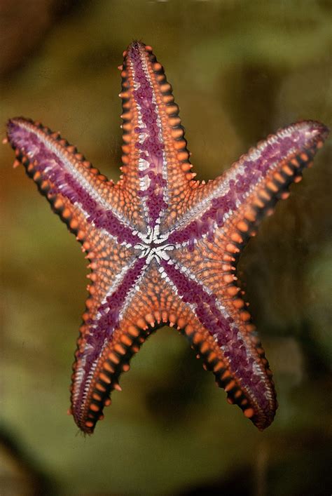 Forbes Sea Star This Sea Star Is A Carnivore That Feeds P Flickr