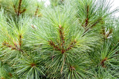 Growing And Caring For Eastern White Pine Trees