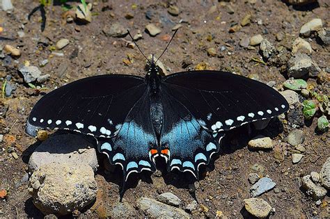 Butterfly Blue Black · Free Photo On Pixabay