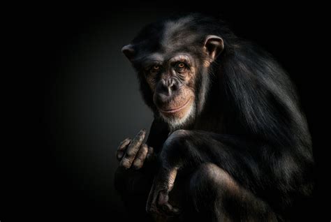 Animal Chimpanzee Hd Wallpaper