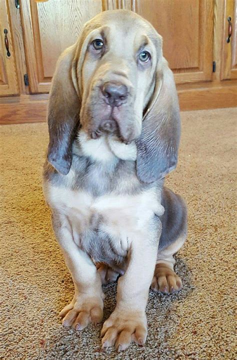 Bloodhound Puppyso Adorable Hunde Tiere