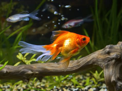 A Picture Of A Goldfish Goldfish Characteristics Habitats Types