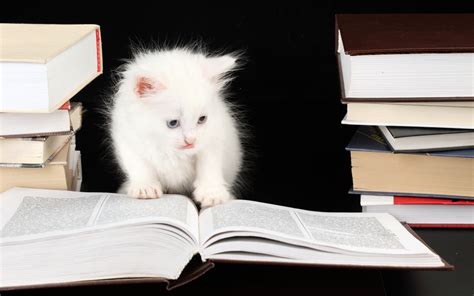 Wallpaper Cat Reading 2560x1600 Hd Picture Image