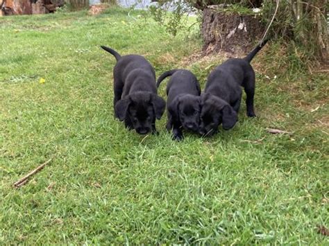 Springador Dogs And Puppies For Sale In The Uk Page 2 Of 2