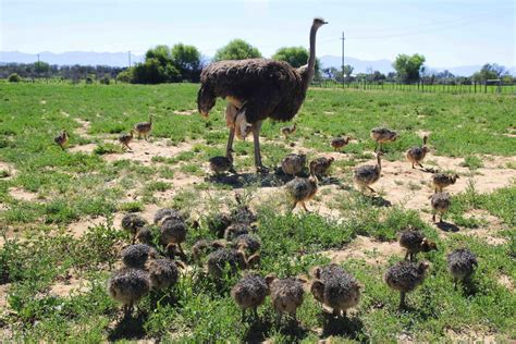 Safari Ostrich Farm Oudtshoorn General Information