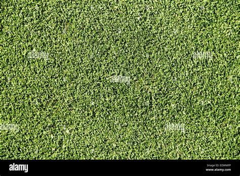Golf Green Grass Texture Close Up Stock Photo Alamy