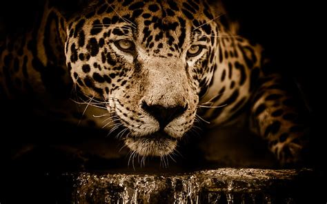 Amazing Jaguar 5k Increíble Jaguar Fondo De Pantalla Hd