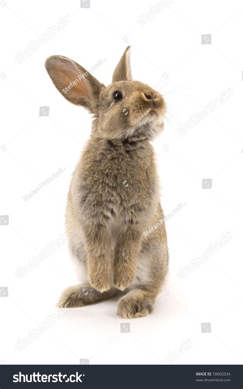 Adorable Rabbit Isolated On A White Background Stock Photo 58002034