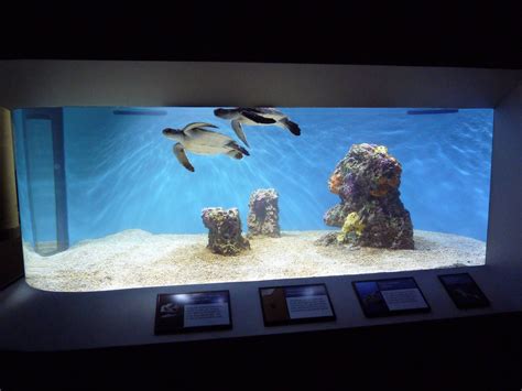 Green Sea Turtle Tank Click On The Image To View Larger Version