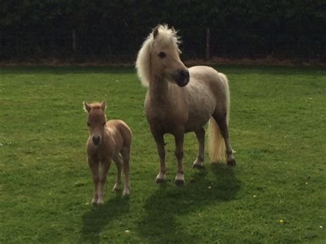 For Sale Mosaic Miniature Horses