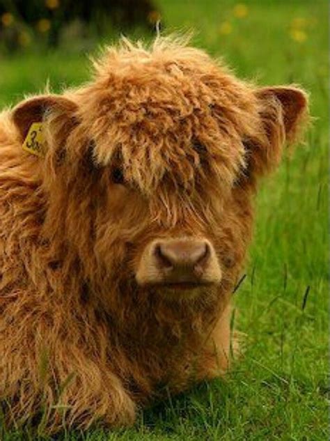 Pin By Sue Jeters On Your Pinterest Likes Cow Fluffy Cows Highland Calf