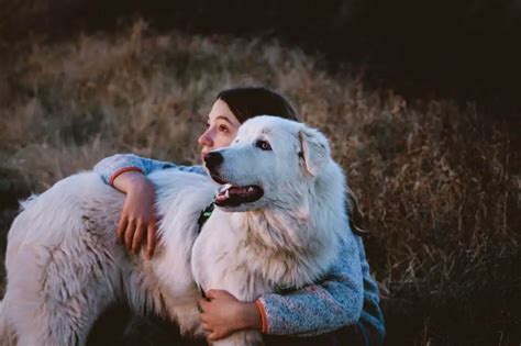 Are Great Pyrenees Aggressive Answered In Detail