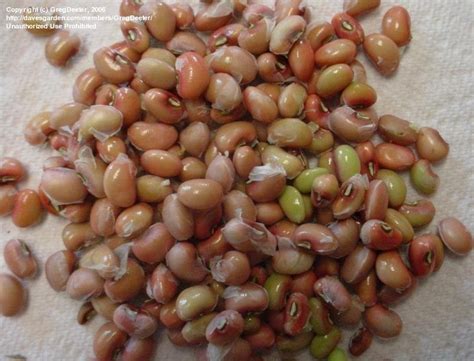 Plantfiles Pictures Cow Pea Cowpea Southern Pea Red Ripper Vigna
