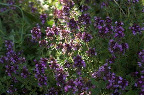 How To Grow Thyme In A Backyard Herb Garden And What To Do With It