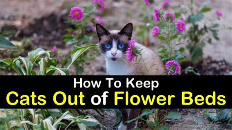 This includes trimming back bushes and trees to eliminate hiding spots. How to Keep Cats Out of Flower Beds