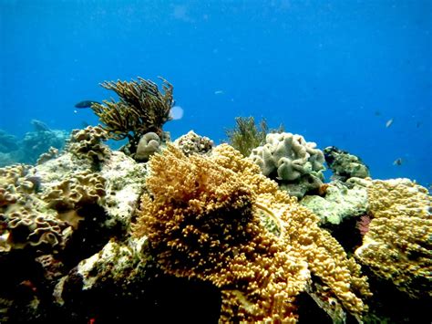 Free Images Sea Diving Underwater Coral Reef Invertebrate