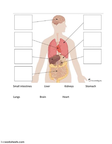 Body Organs Online Exercise For You Can Do The Exercises Online Or