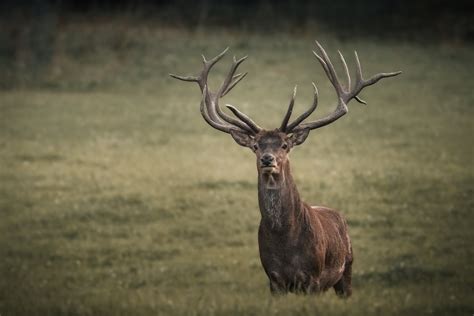 Single Deer With Massive Horns Standing In Field In Summer · Free Stock