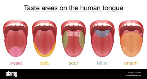 Taste Areas Of The Human Tongue Sweet Salty Sour Bitter And Umami With Colored Regions Of