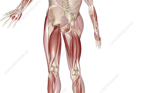The thigh is the area between the hip and the knee joint. Muscles of the upper leg - Stock Image - F002/0324 ...