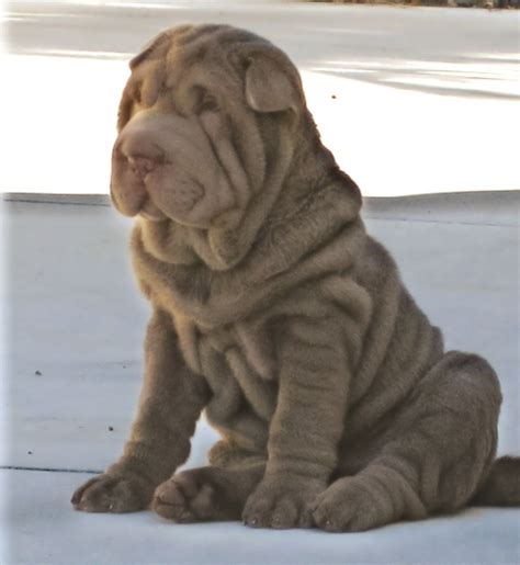 Shar pei puppies will be sold with first set of shots, declawed,deworm,eyes tacked,and akc pappers. Mini shar pei puppies- Shar pei puppy | tedlillyfanclub