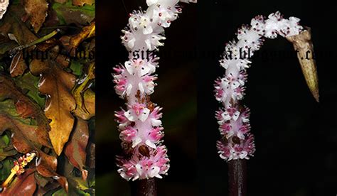 Biodiversity Of Sri Lanka කෙකටිය Kekatiya Aponogeton Jacobsenii