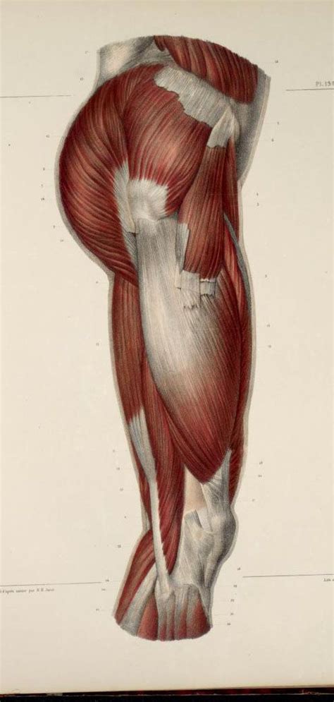 In human anatomy, the groin (the adjective is inguinal, as in inguinal canal) is the junctional area (also known as the inguinal region) between the abdomen and the thigh on either side of the pubic bone. 95 best Drawing: Anatomy images on Pinterest | Human anatomy, Human body anatomy and Sketches