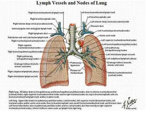 Lymph Vessels And Nodes Of Lung Geoffrey E Reed Life