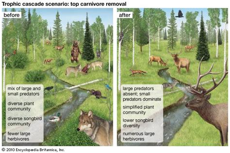 Trophic Cascade Definition Importance And Examples