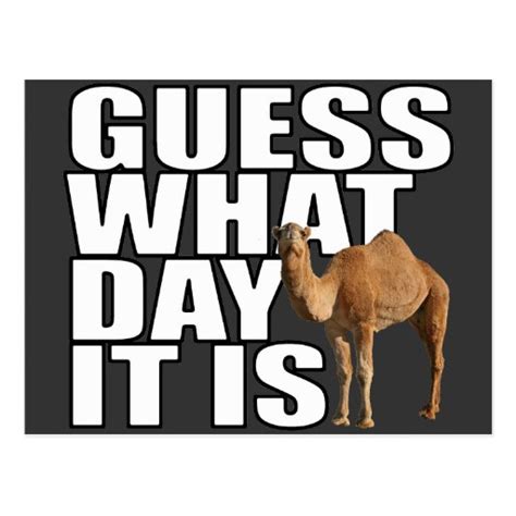 Guess What Day It Is Hump Day Camel Postcard Zazzle
