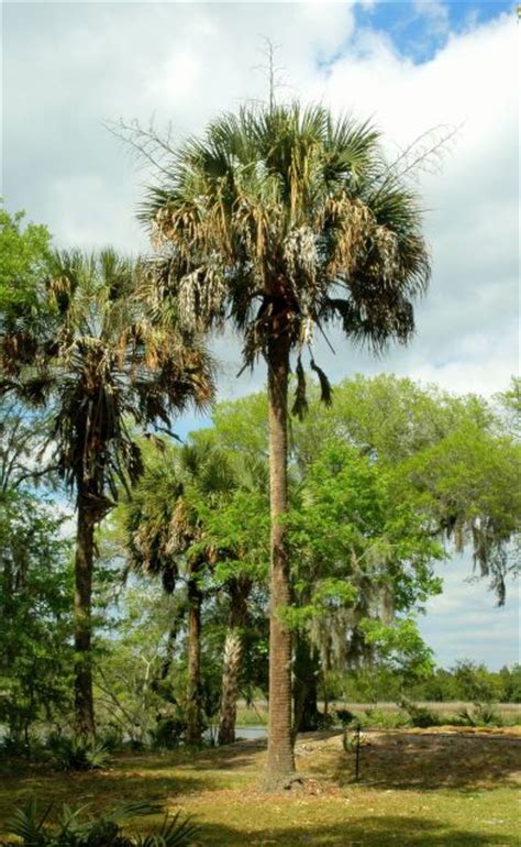 Sabal Palm A Favorite Tree Of South Carolina And Florida