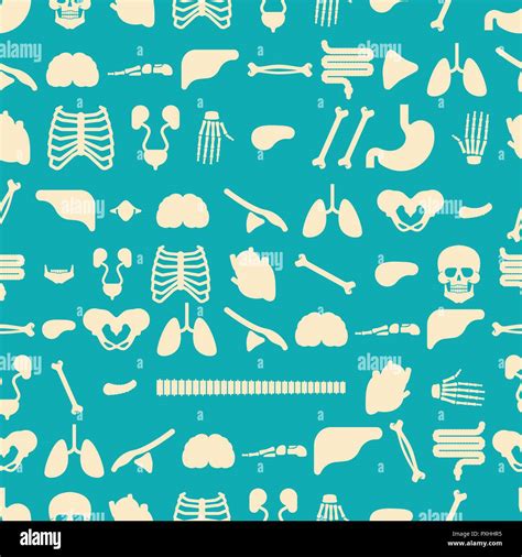 human anatomy pattern seamless skeleton and internal organs background systems of man body and