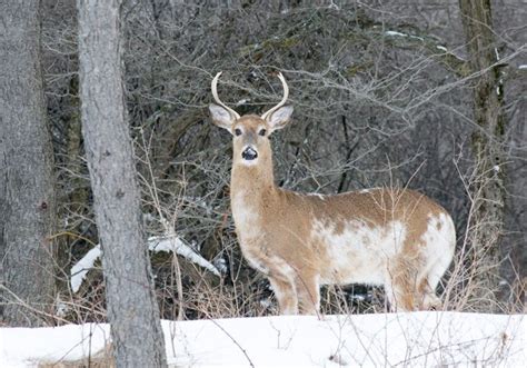 How Rare Are The Piebald Deer What You Need To Know For Future Hunts