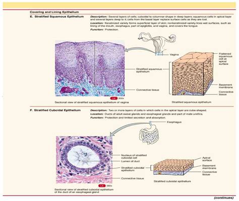 Epithelial Tissue Location In The Body