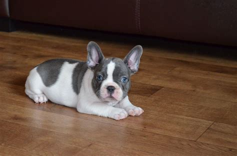 High to low nearest first. French Bulldog, Pied French Bulldog Pups, dogs, Buy or For ...