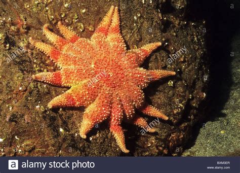Sunstar Starfish Hi Res Stock Photography And Images Alamy