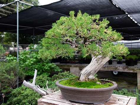 Сальвато́ре фи́ллип «со́нни» бо́но (англ. What is the best beginner bonsai tree?