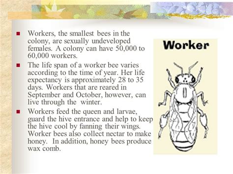 Worker Bee Lifespan Worker Bee Small Bees Bee